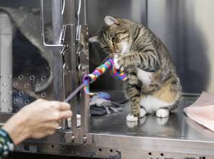 Crescent Roll, 1, plays with cat toy inside his enclosure at PAWS on Thursday, Dec. 5, 2024 in Lynnwood, Washington. Crescent Roll came to paws as a stray and his history is unknown but he loves pets and to play. (Olivia Vanni / The Herald)