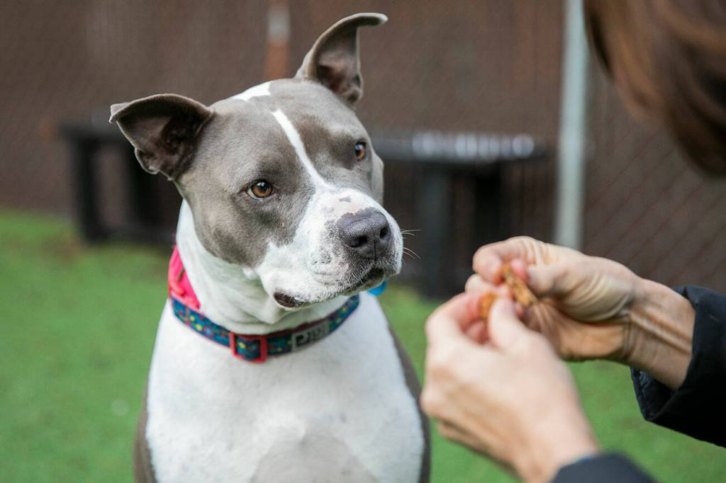 Cinnamon, 4, perks up her ears as she sits and waits for a treat during her outdoor time at PAWS on Thursday, Dec. 5, 2024 in Lynnwood, Washington. (Olivia Vanni / The Herald)