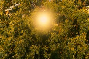 The sun comes through trees in New York on Dec. 19, 2024. (Balarama Heller/The New York Times)