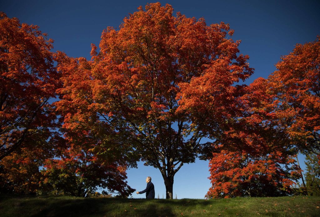 A man walks along North Creek Parkway past rows of trees changing to vivid shades of orange, red and yellow for fall on Monday, Oct. 7, 2024 in Bothell, Washington. (Olivia Vanni / The Herald)