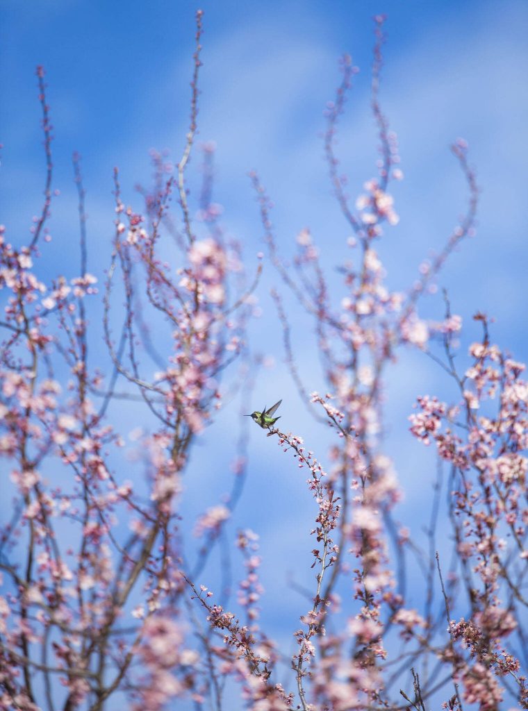 A hummingbird takes flight from a cherry blossom tree just beginning to bloom along Grand Avenue on Wednesday, March 6, 2024 in Everett, Washington. (Olivia Vanni / The Herald)