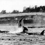 Killer whales not trapped in nets during the 1970 Penn Cove capture stayed near penned pod mates until the last one was hauled away on a truck. (Wallie Funk / Whidbey News-Times file)