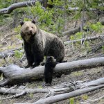 A grizzly bear and a cub along the Gibbon River in Yellowstone National Park, Wyo. (Frank van Manen / U.S. States Geological Survey via AP file)