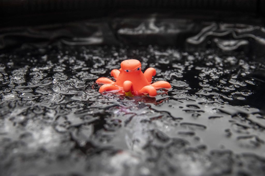 An octopus swimming pool thermometer floats in an ice bath on Tuesday, Oct. 15, 2024 in Everett, Washington. (Olivia Vanni / The Herald)