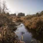 Allen Creek flows through a portion of land once used for dairy, and was recently acquired by the Tulalip Foundation for salmon restoration on Dec. 23, 2024, in Marysville, Washington. (Olivia Vanni / The Herald)