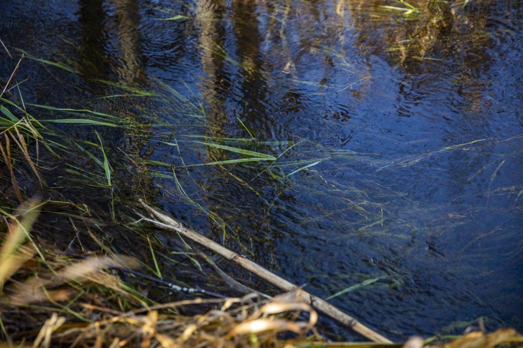 Reed canary grass can be seen in the water of Allen Creek on Monday, Dec. 23, 2024 in Marysville, Washington. (Olivia Vanni / The Herald)
