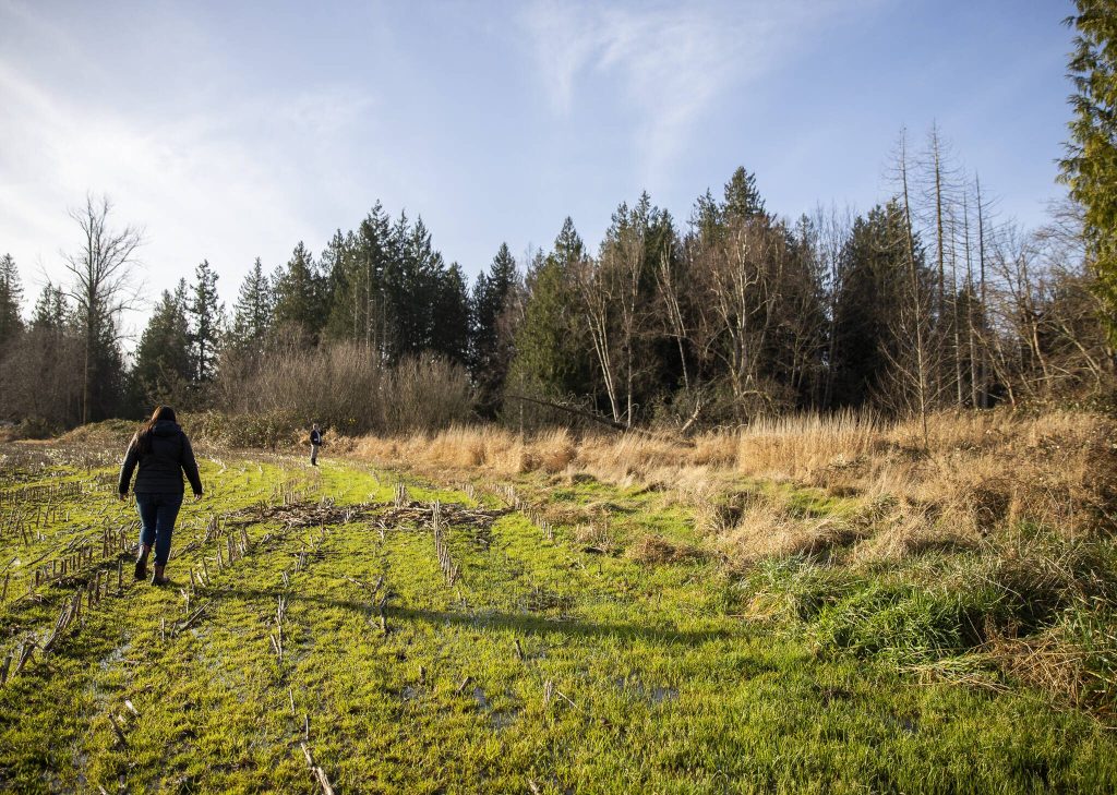 A 3.4 acre conservation easement of Allen Creek managed by Tulalip Tribes on Monday, Dec. 23, 2024 in Marysville, Washington. (Olivia Vanni / The Herald)