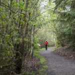 Bill Derry walks through the Narbeck Wetland Sanctuary on April 24, 2024, in Everett, Washington. The sanctuary was created to mitigate effects from Paine Field development that damaged nearby smaller wetlands. (Olivia Vanni / The Herald)