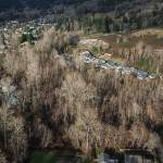 A view of the Eastglen Wetlands that run through the Eastglen development on Wednesday, Jan. 8, 2025 in Bothell, Washington. (Olivia Vanni / The Herald)