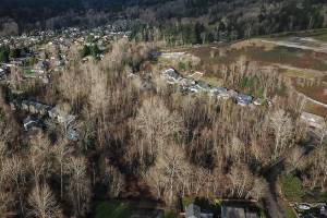 A view of the Eastglen Wetlands that run through the Eastglen development on Wednesday, Jan. 8, 2025 in Bothell, Washington. (Olivia Vanni / The Herald)