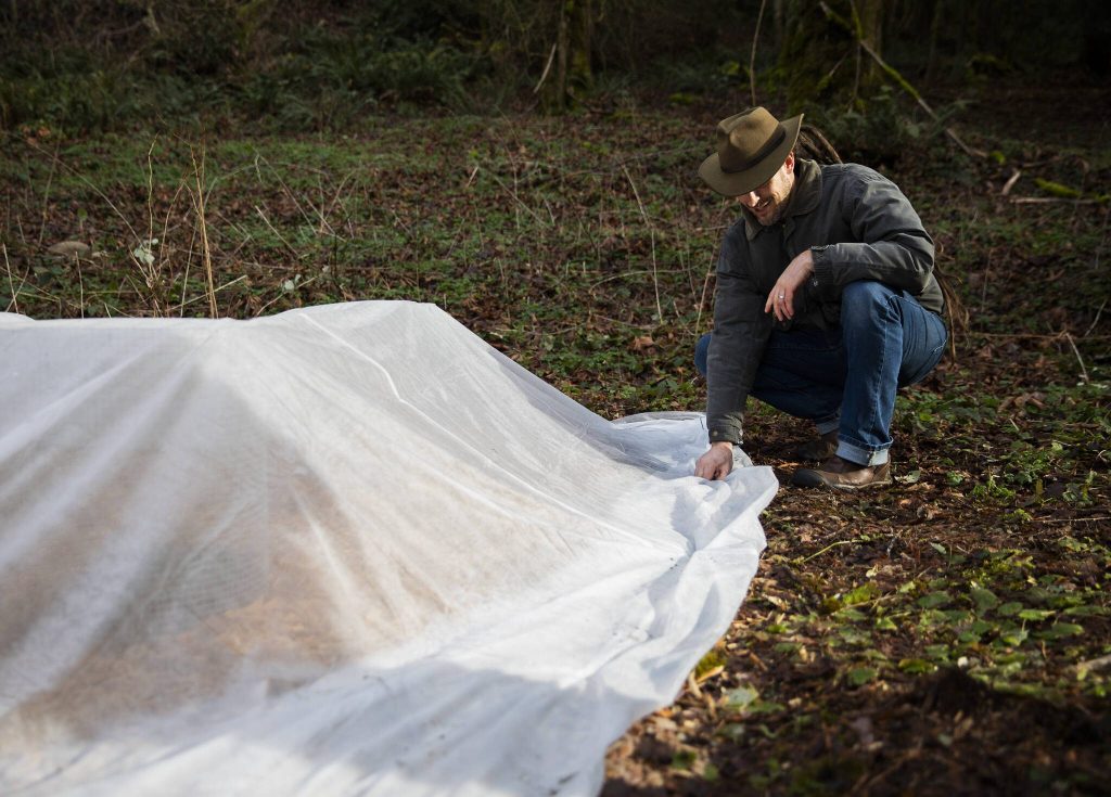 Dave Boehnlein talks about tea plants growing at Rooted Northwest on Thursday, Jan. 23, 2025 in Arlington, Washington. (Olivia Vanni / The Herald)