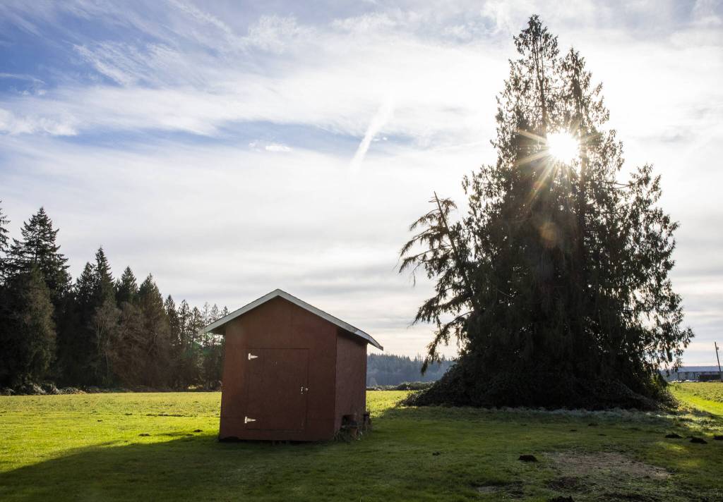 The sun shines through a tree next to one of the spaces of land that will be used for one of the housing clusters at Rooted Northwest on Thursday, Jan. 23, 2025 in Arlington, Washington. (Olivia Vanni / The Herald)