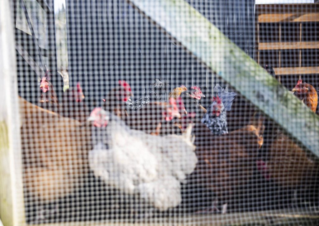 Chickens walk inside their pen at Midgarden Farms at Rooted Northweston Thursday, Jan. 23, 2025 in Arlington, Washington. (Olivia Vanni / The Herald)