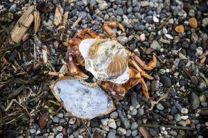 A fully intact exoskeleton of a crab can been seen on Mukilteo Beach on Tuesday, Jan. 14, 2025 in Mukilteo, Washington. (Olivia Vanni / The Herald)