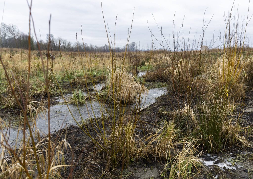 Willows grow along Edgecomb Creek at one of the most recent stream restoration sites on Thursday, Jan. 30, 2025, in Arlington, Washington. (Olivia Vanni / The Herald)