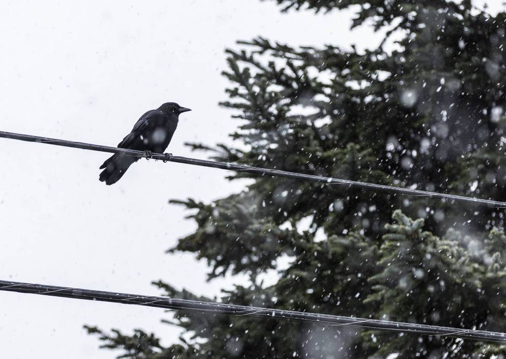 A crow is hit with snowflakes while sitting on a wire on Monday, Feb. 3, 2025 in Edmonds, Washington. (Olivia Vanni / The Herald)