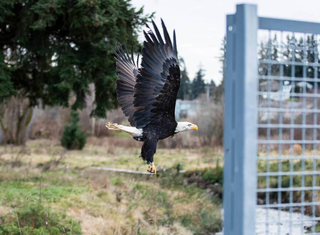 A male bald eagle takes flight after being released at Lake Ballinger on Tuesday, Feb. 4, 2025 in Mountlake Terrace, Washington. (Olivia Vanni / The Herald)