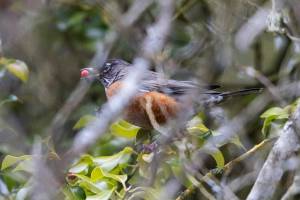 An American Robin picks a berry from a holly tree on Thursday, Feb. 13, 2025 in Edmonds, Washington. (Olivia Vanni / The Herald)