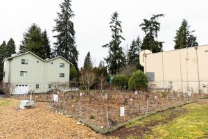 The Shoreline Historical Museum Miyawaki Urban Forest on Wednesday, Feb. 19, 2025 in Shoreline, Washington. (Olivia Vanni / The Herald)