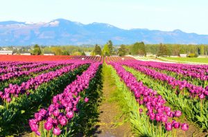 La Conner, Washington produces more tulips and daffodil bulbs than anywhere else in the U.S.
