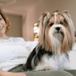 Pippin the Biewer Terrier sits in the lap of her owner Kathy West on Monday, May 20, 2024, at Wests home in Marysville, Washington. (Ryan Berry / The Herald).
