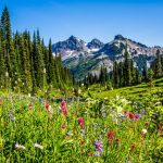 Wildflowers at Mount Rainier National Park.