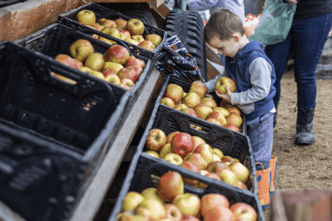Bruce Hallenbeck, 4, picks out Honeycrisp apples for his family at Swans Trail Farms on Wednesday, Oct. 26, 2022 in Snohomish, Washington.