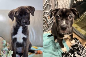 Boq, left, and Dorothy, two puppies up for adoption at the Everett Animal Shelter's 'Puppy-palooza' event on Sunday. (Provided photos)