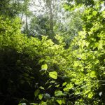 The sun shines through the trees onto Perrinville Creek on Tuesday, July 30, 2024 in Edmonds, Washington. (Olivia Vanni / The Herald)