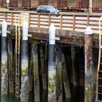 Aaron Kennedy / The Herald
Port of Everett officials say an aging, 65-foot-long bulkhead near the Grand Avenue Park Bridge, and the wharf to its west, need to be replaced.