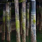 Pilings underneath the current wharf at the Port of Everett in front of an aging, 65-foot-long bulkhead near the Grand Avenue Park Bridge.
