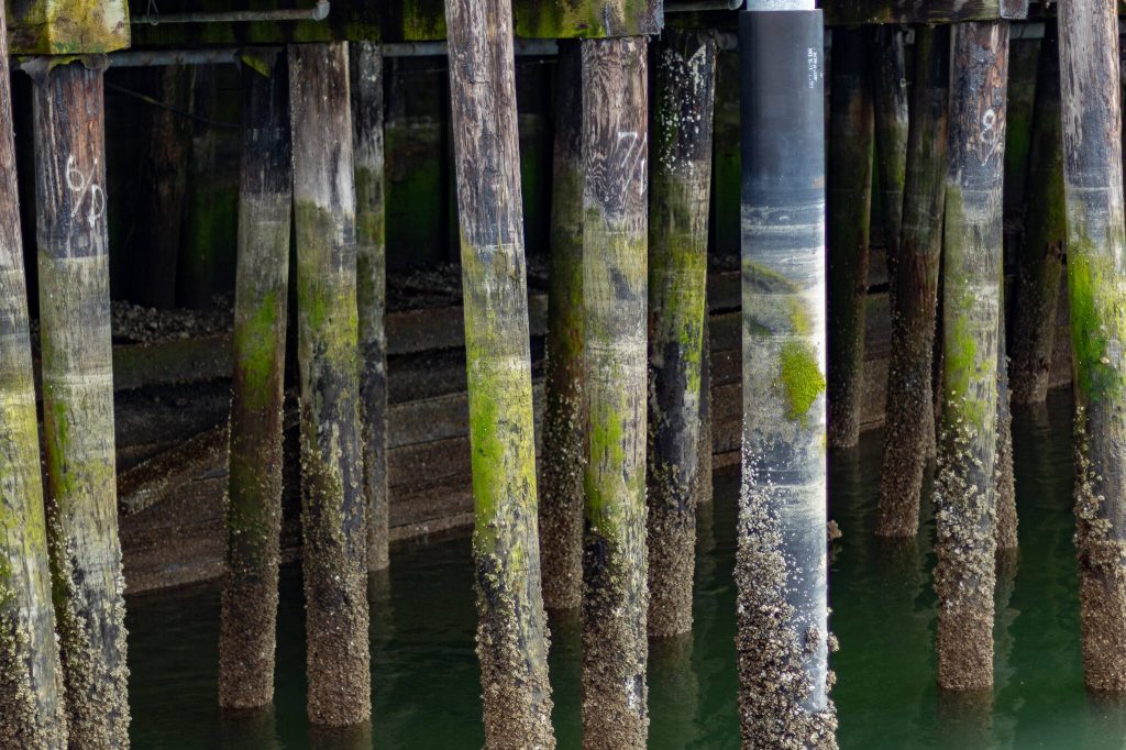 Pilings underneath the current wharf at the Port of Everett in front of an aging, 65-foot-long bulkhead near the Grand Avenue Park Bridge.