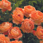 David Austin English Roses (Image from Sunnyside Nursery website).