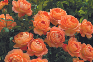 David Austin English Roses (Image from Sunnyside Nursery website).