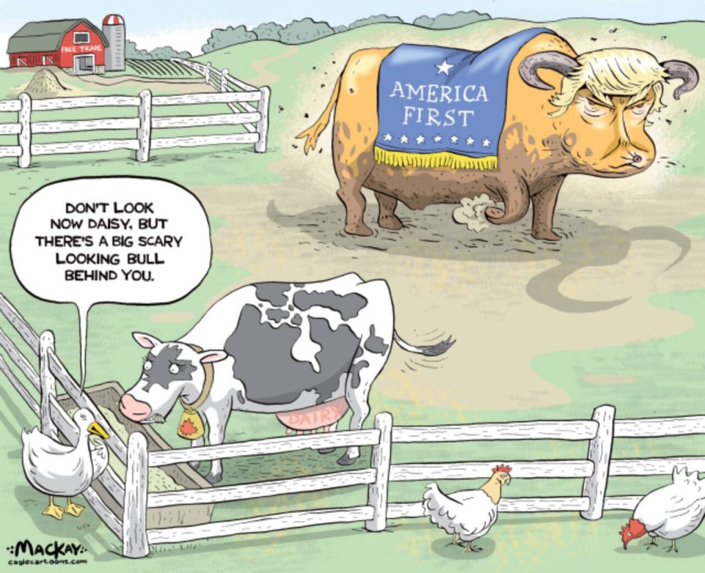 Editorial Cartoon by Graeme MacKay, Wednesday March 12, 2025

Canada's dairy exports to U.S. stay tariff-free

President Donald Trump's grievances against Canada's dairy sector focus on high tariffs and restrictive quota practices that limit U.S. market access. Canada imposes tariffs of 200–300% on U.S. dairy products to protect its supply management system, which Trump criticizes as unfair. Despite the USMCA granting the U.S. limited market access, disputes over Canada's tariff-rate quota allocations persist, leading to trade tensions. Trump's administration, with key figures like USTR Jamieson Greer, has vowed to challenge these policies, labeling them as protectionist. This friction is part of broader U.S.-Canada trade disputes, with Trump threatening to renegotiate USMCA and linking dairy issues to unrelated grievances. Canada, meanwhile, defends its system as crucial for its rural economy and refuses to renegotiate under economic pressure.

Canada's dairy exports to the United States are relatively limited, staying below the established thresholds that would trigger tariffs under existing trade agreements. This is largely due to Canada's supply management system, which focuses on fulfilling domestic demand and maintaining stable prices to support Canadian dairy farmers. As a result, the volume of dairy products exported to the U.S. is modest, allowing Canada to avoid the application of tariffs on these exports. This system helps ensure that the domestic market remains stable and protected, while the majority of dairy trade flow tends to favor U.S. exports to Canada.

This editorial cartoon was originally published Thursday April 20, 2017

Canada, dairy, America First, NAFTA, free trade, milk, cow, farm, bull, diplomacy, supply management