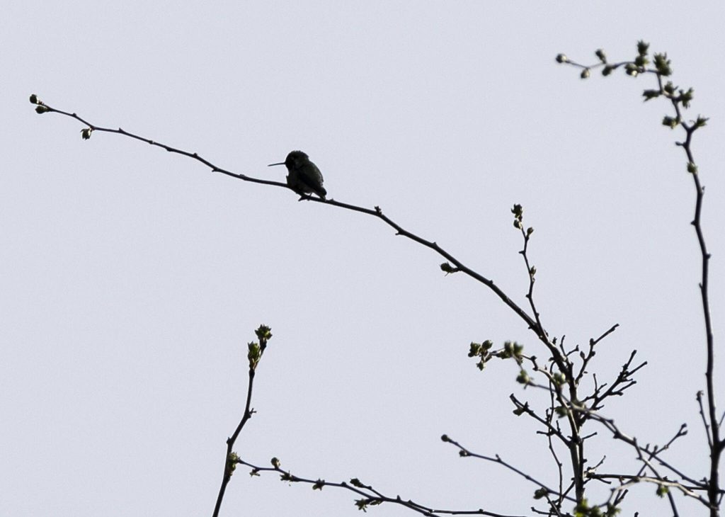 A hummingbird sits on the branch of a tree at Hummingbird Hill Park on Monday, March 31, 2025, in Edmonds, Washington. (Olivia Vanni / The Herald)