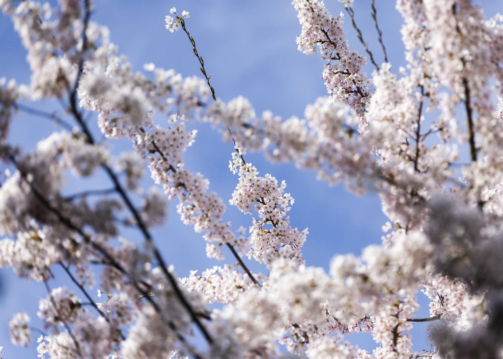 A tree blossoms at Hummingbird Hill Park on Monday, March 31, 2025, in Edmonds, Washington. (Olivia Vanni / The Herald)