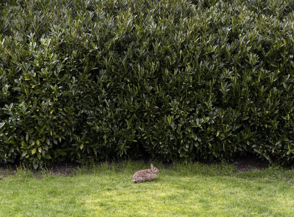 A rabbit eats on the edge of Hummingbird Hill Park on Monday, March 31, 2025, in Edmonds, Washington. (Olivia Vanni / The Herald)