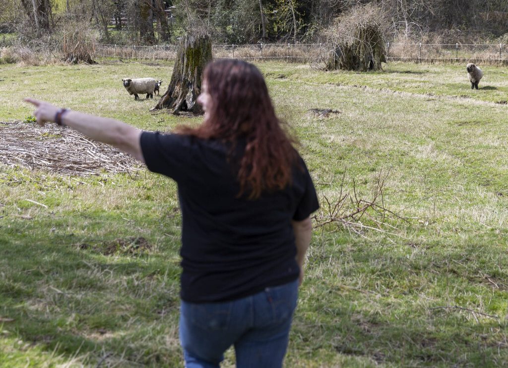 Ellen Felsenthal talks about some the the New Moon Farm Sanctuary resident animals while walking through one of her paddocks on Thursday, April 3, 2025 in Arlington, Washington. (Olivia Vanni / The Herald)