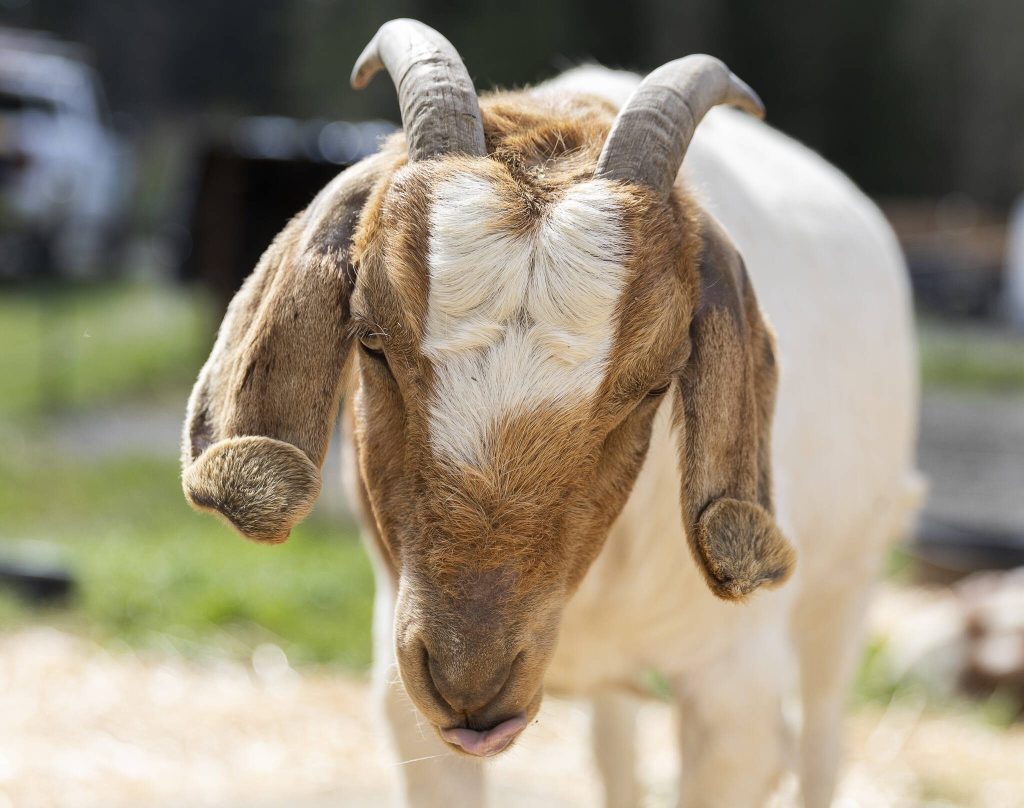 Clara Bow-er sticks out her tongue while basking in some brief sun at New Moon Farm Sanctuary on Thursday, April 3, 2025 in Arlington, Washington. (Olivia Vanni / The Herald)