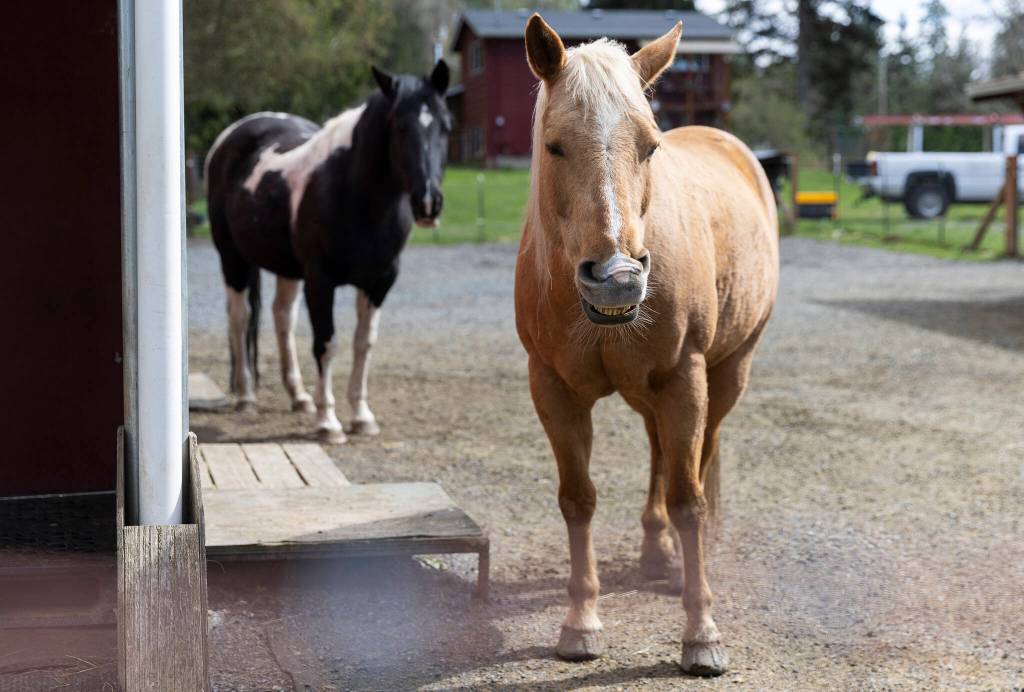 Santucary residents and Felsenthals horses Cupcake, right, shows her teeth while Eclipse watches from behind at New Moon Farm Sanctuary on Thursday, April 3, 2025 in Arlington, Washington. (Olivia Vanni / The Herald)