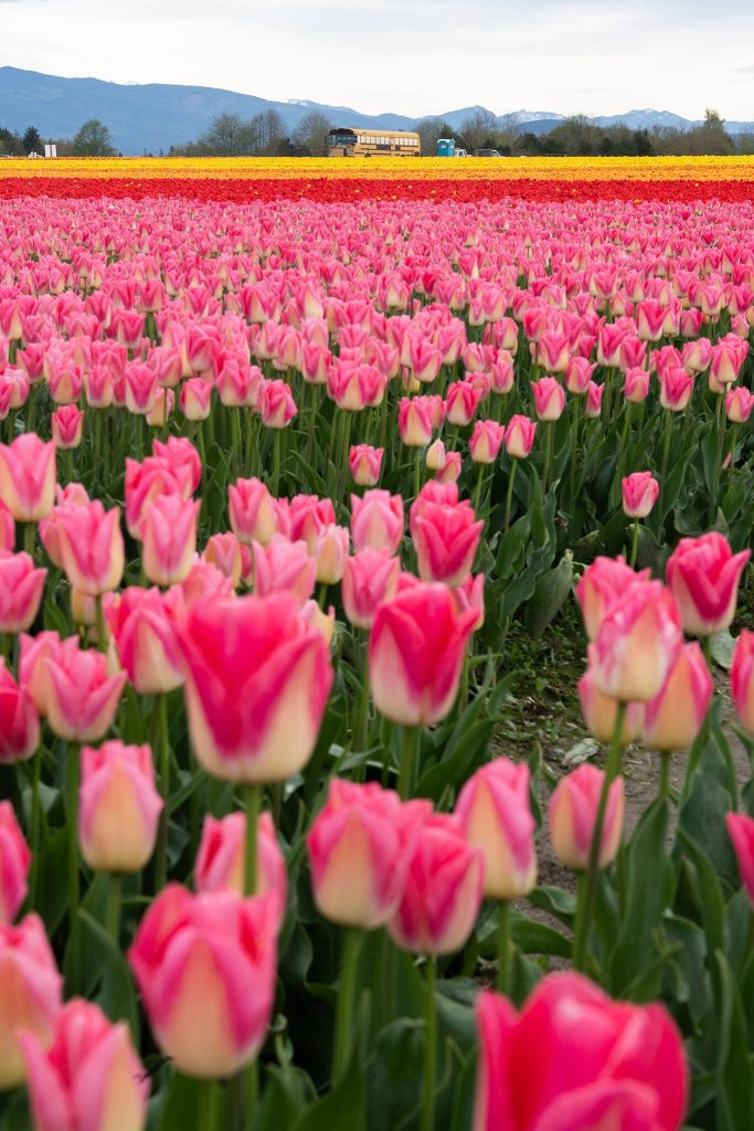 Tulips bloom at Roozengaarde outside of Mount Vernon, Washington during the Skagit Valley Tulip Festival on April 10, 2025. (Will Geschke / The Herald)