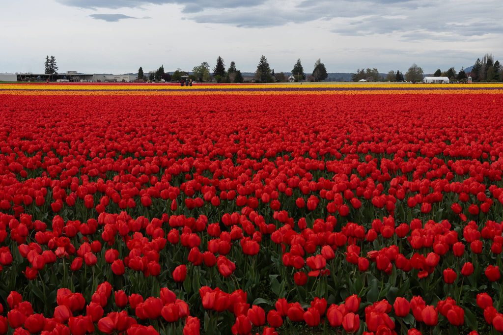 Tulips grow at Roozengaarde outside of Mount Vernon, Washington during the Skagit Valley Tulip Festival on April 10, 2025. (Will Geschke / The Herald)