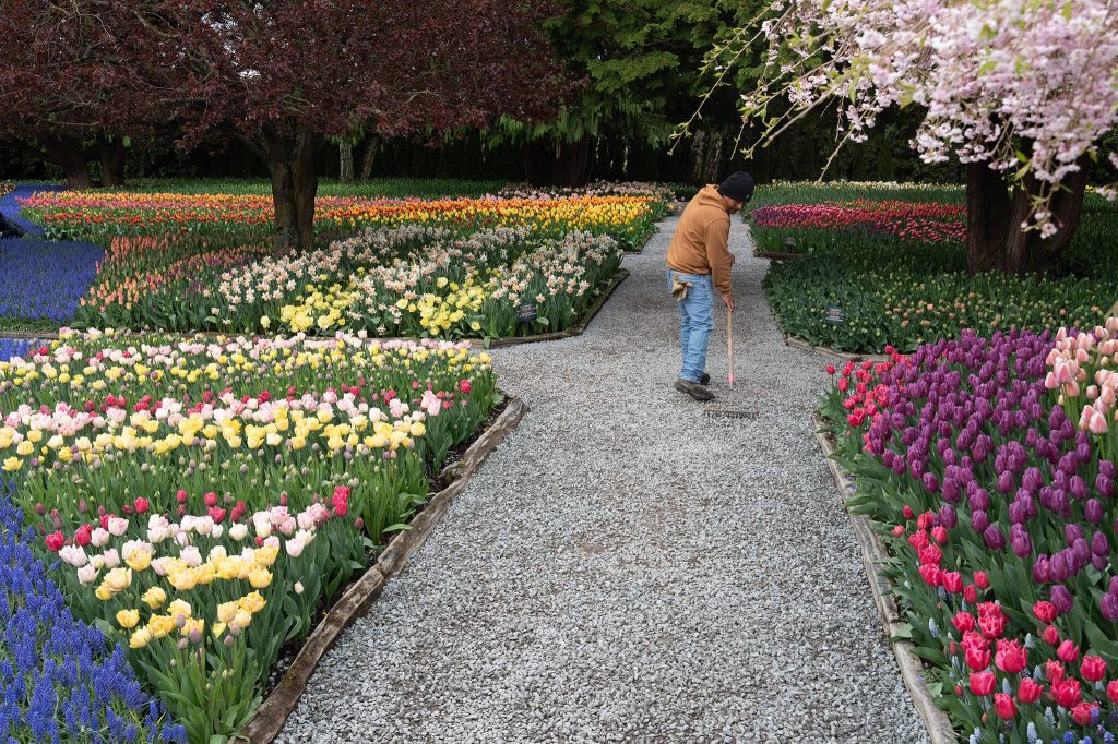 The gravel path in a garden is cleaned at Roozengaarde outside of Mount Vernon, Washington during the Skagit Valley Tulip Festival on April 10, 2025. (Will Geschke / The Herald)