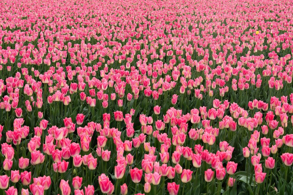 Tulips bloom at Roozengaarde outside of Mount Vernon on Thursday during the Skagit Valley Tulip Festival. (Will Geschke / The Herald)