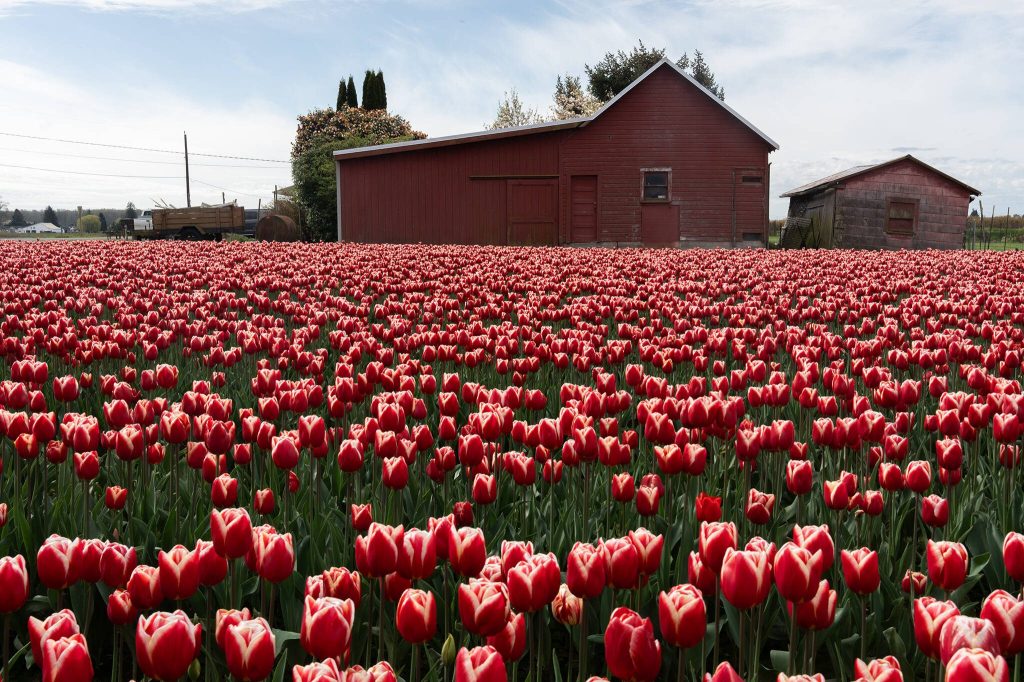 Tulips grow at Roozengaarde outside of Mount Vernon on Thursday during the Skagit Valley Tulip Festival. (Will Geschke / The Herald)