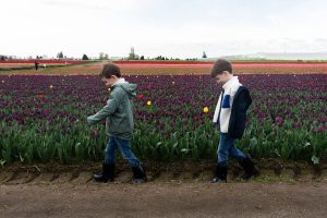 Arlo Frostad, 7, and his twin brother Harrison Frostad, walk through the fields of Roozengaarde outside of Mount Vernon, Washington during the Skagit Valley Tulip Festival on April 10, 2025. (Will Geschke / The Herald)