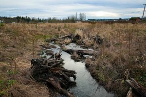 Olaf Strad tributary flows through a small plot of land owned by the Snohomish County Department of Conservation and Natural Resources on Wednesday, Jan. 11, 2023, in Arlington, Washington. (Ryan Berry / The Herald)