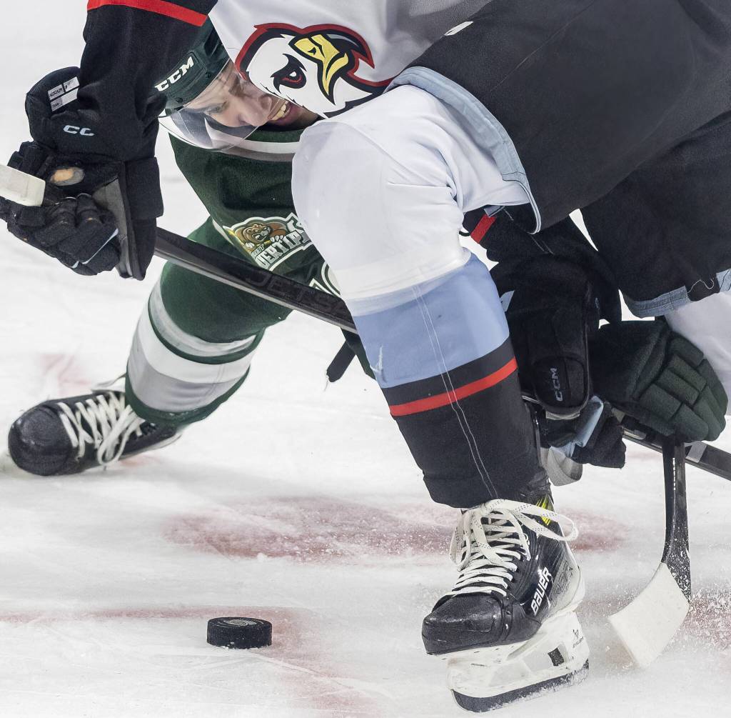 Everett Silvertips forward Zackary Shantz scrambles after a loose puck during the second round WHL playoff game against the Portland Winterhawks on Friday, April 11, 2025 in Everett, Washington. (Olivia Vanni / The Herald)