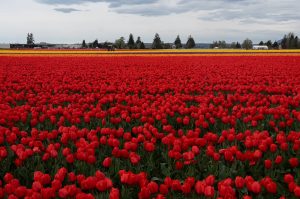 Tulips grow at Roozengaarde outside of Mount Vernon, Washington during the Skagit Valley Tulip Festival on April 10, 2025. (Will Geschke / The Herald)